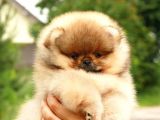 Ori̇ji̇nal Ayi Surat Pomerani̇an Boo Yavrular