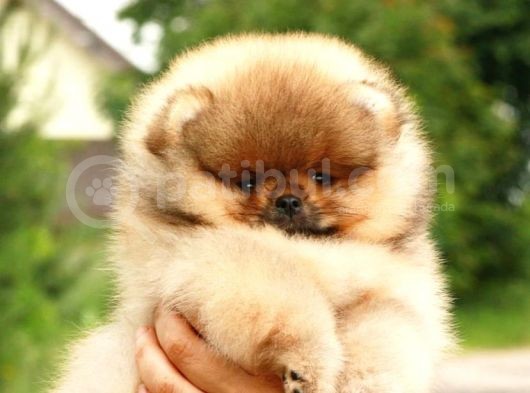 Ori̇ji̇nal Ayi Surat Pomerani̇an Boo Yavrular görsel