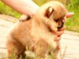 Ori̇ji̇nal Ayi Surat Pomerani̇an Boo Yavrular