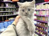 Lilac Renk British Shorthair Yavrum