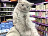 Lilac renk british shorthair yavrum