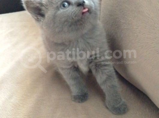 Canlı Peluşlar görsel