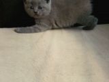 Canlı Peluşlar