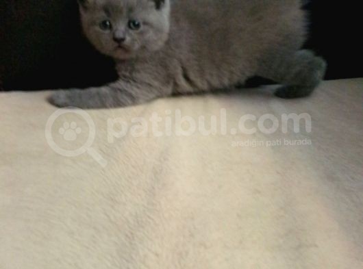 Canlı Peluşlar görsel