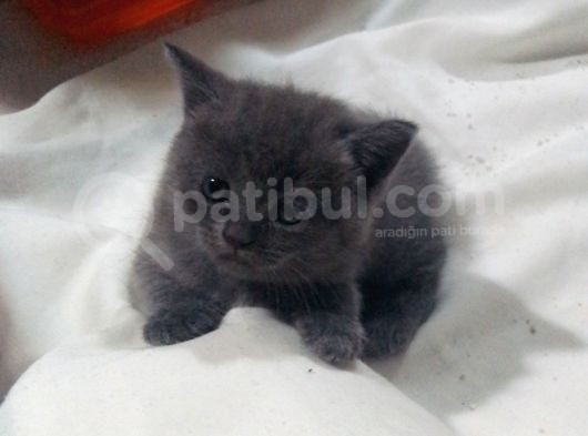 Canlı Peluşlar görsel