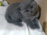 Canlı Peluşlar