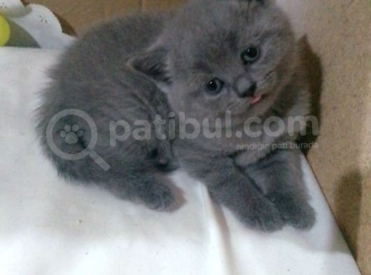 Canlı Peluşlar görsel