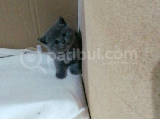 Canlı Peluşlar görsel