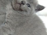 Canlı peluşlar