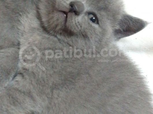 Canlı Peluşlar