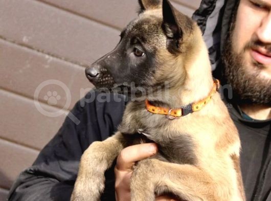 Irk Ve Sağlık Garantili Belçika Kurdu Malinois Yavruları görsel