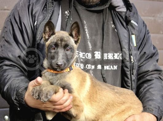 Irk Ve Sağlık Garantili Belçika Kurdu Malinois Yavruları