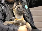 Irk Ve Sağlık Garantili Belçika Kurdu Malinois Yavruları