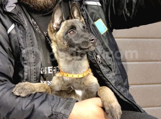 Irk Ve Sağlık Garantili Belçika Kurdu Malinois Yavruları görsel