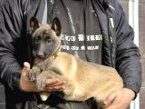 Irk Ve Sağlık Garantili Belçika Kurdu Malinois Yavruları