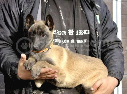 Irk Ve Sağlık Garantili Belçika Kurdu Malinois Yavruları görsel