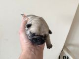 Pug Mops