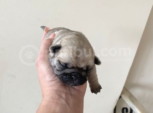 Pug Mops görsel