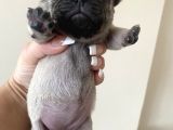 Pug Mops