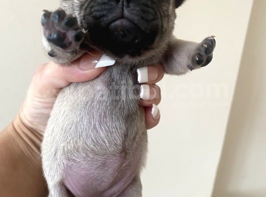 Pug Mops görsel