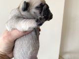 Pug Mops