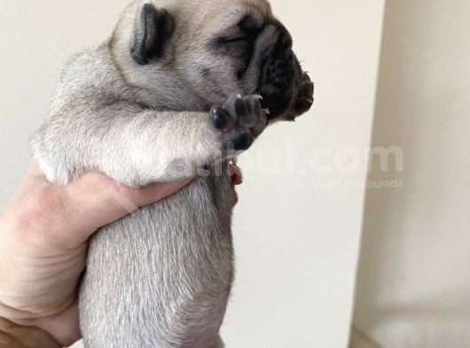 Pug Mops görsel