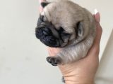 Pug Mops