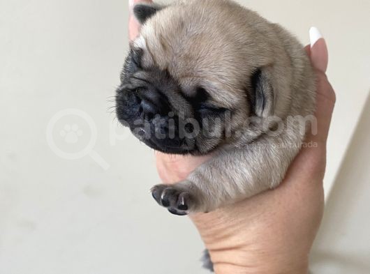 Pug Mops