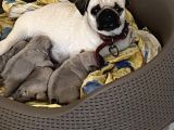 Pug Mops