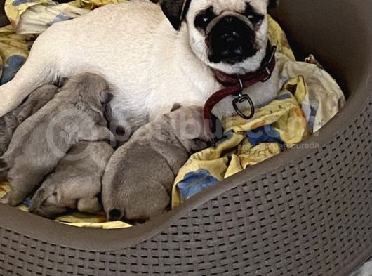 Pug Mops görsel