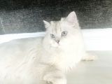 British Longhair 