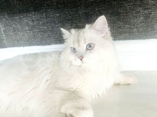 British Longhair  görsel