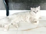 British Longhair 
