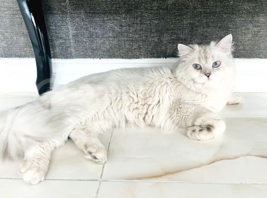 British Longhair  görsel