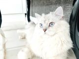 British longhair 