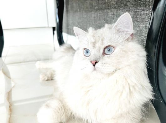 British Longhair 