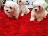Maltese Terrier Kartopu Yavrularımız