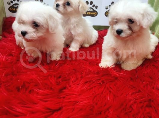 Maltese Terrier Kartopu Yavrularımız
