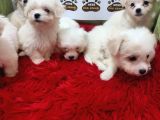 Maltese Terrier Kartopu Yavrularımız