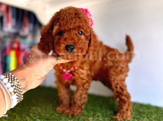 Güzeller Güzelli Toy Poodle Yavrular
