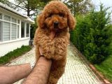 Red Di̇şi̇ Aşili Poodle Bebeği̇mi̇z