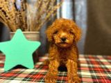 toy poodle - yeni ailesiyle mutlu olsun