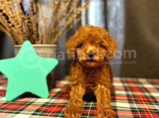 Toy Poodle - Yeni Ailesiyle Mutlu Olsun
