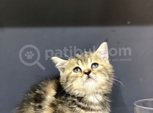 Safkan Bri̇ti̇sh Shorthai̇r Yavrularim görsel