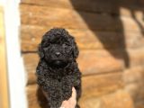 Di̇şi̇ Si̇yah İnci̇ Poodle Bebeği̇mi̇z