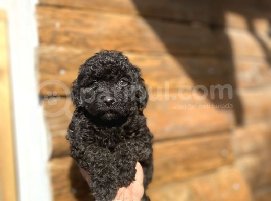 Di̇şi̇ Si̇yah İnci̇ Poodle Bebeği̇mi̇z görsel