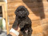 DİŞİ SİYAH İNCİ POODLE BEBEĞİMİZ