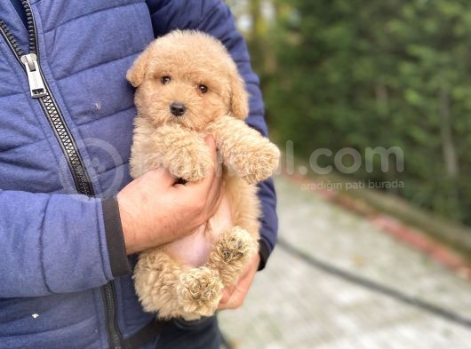 Oyuncak Toy Poodle Bebeği̇mi̇z A Kali̇te