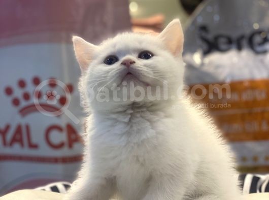 Safkan Bri̇ti̇sh Shorthai̇r Yavrularim
