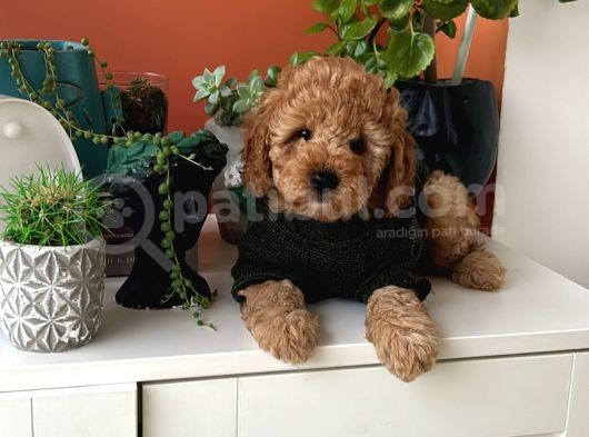 Ev Doğumu Poodle Yavrularımız görsel